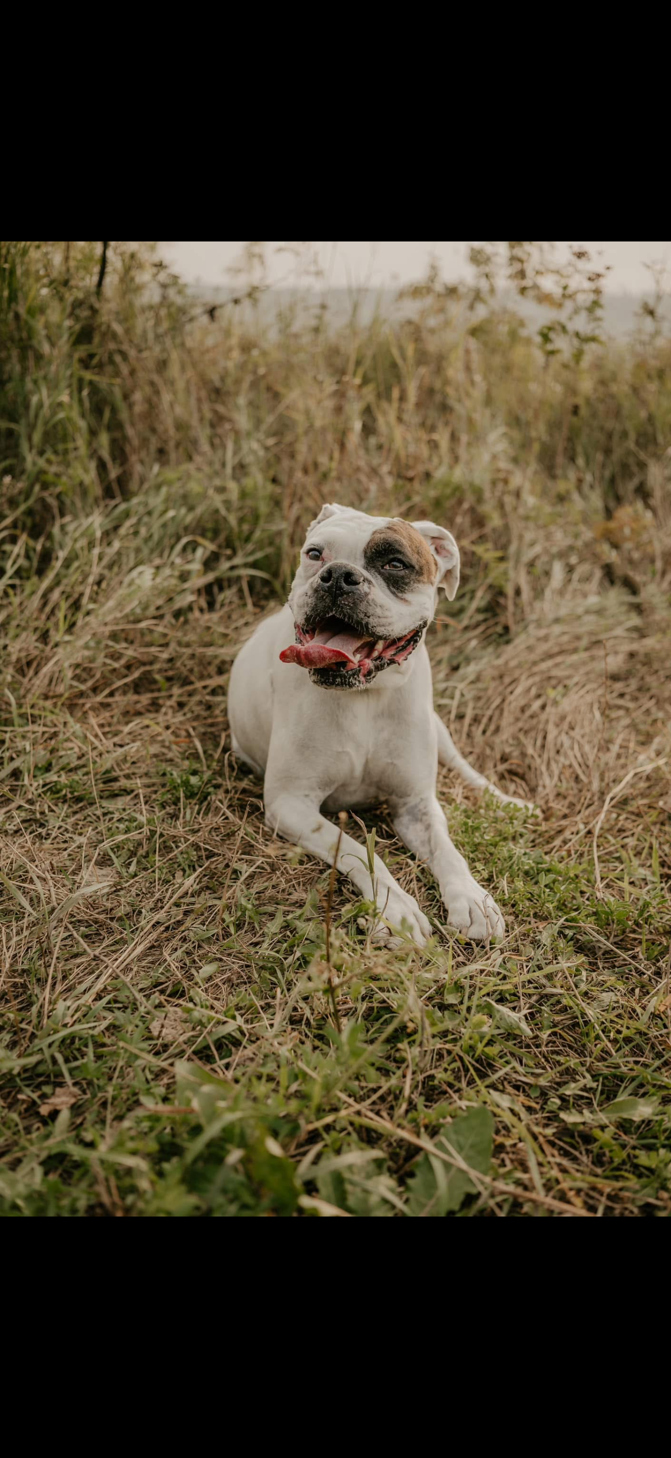 Whole Products, Bones & Treats